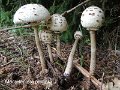 Macrolepiota procera-amf715-2
